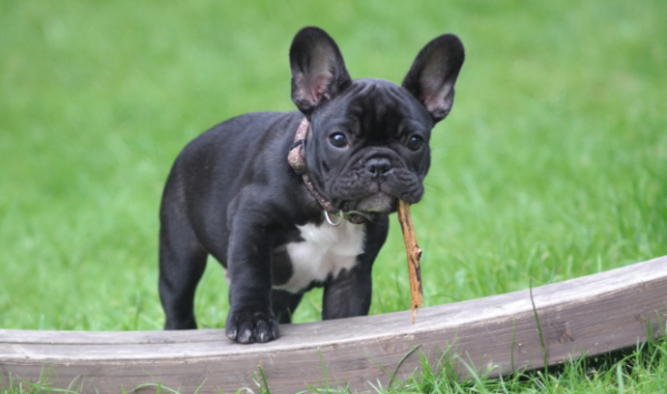 Don t be afraid of diabetes for dogs, let s learn about the causes and treatments