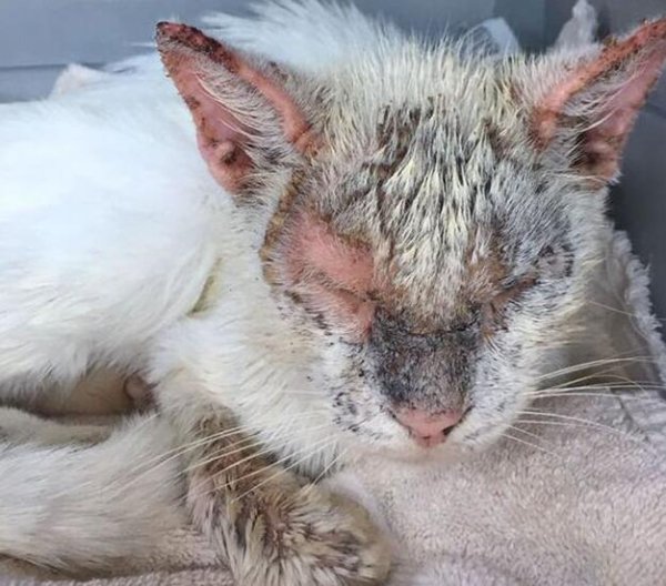 Have you learned how to bathe the cat after skin disease?