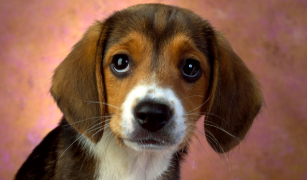 Why do dogs vomit yellow water? I will teach you how to solve it this way!