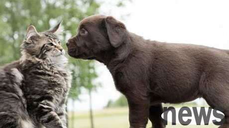 Can cats and dogs be raised in a mixed manner?