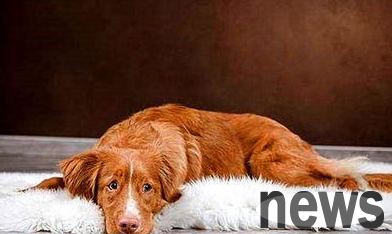 A detailed explanation of this article: What are the symptoms and causes of intervertebral disc disease in dogs?