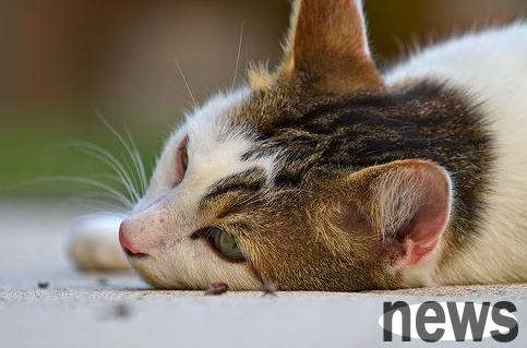 Notice! Is it normal for cats to lose severe weight in summer?