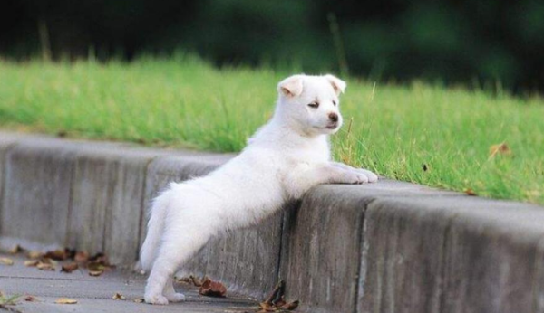 Why do dogs have fake pregnancy