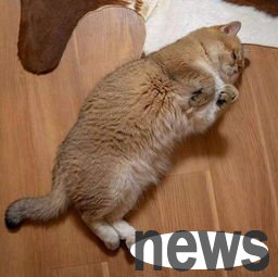 Cats should avoid rebound when losing weight!