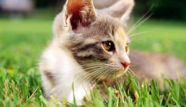 What should a cat with drug poisoning do?