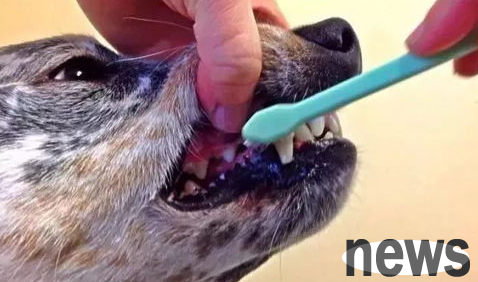 What is the reason for bad teeth in dogs?