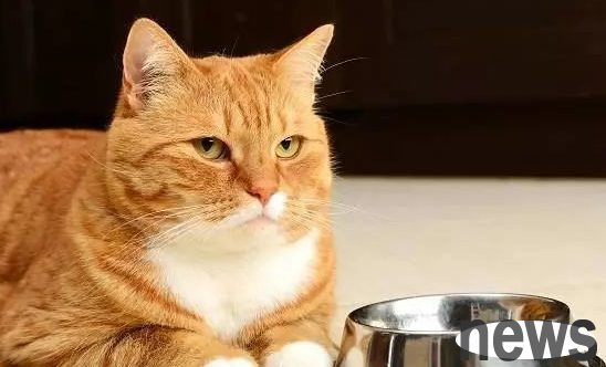Kittens in the growth stage do not gain weight, so these three aspects should be suspected