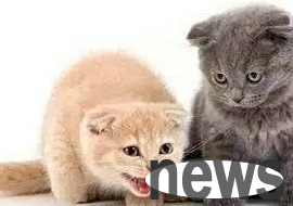 Some common sense about cats in estrus