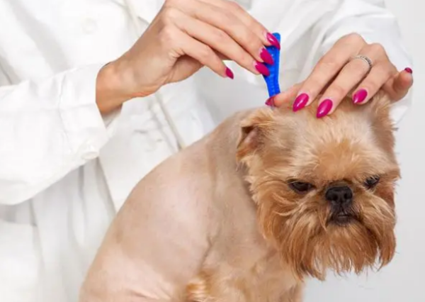 Why do dogs need to deworm? You ll know after reading this