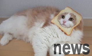 Why don’t cats like to eat sweets? Why do cats love sweets