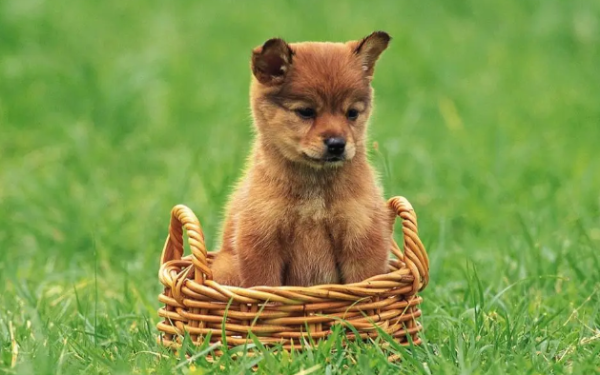 What s wrong with puppies swallowing them without chewing them?