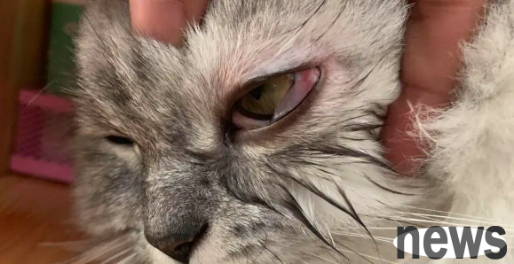 Cats have secretions in tears