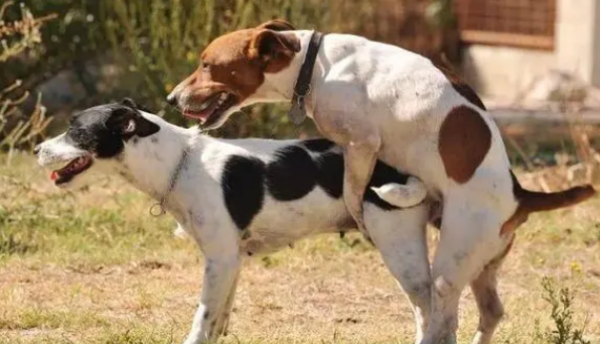 When do male dogs start to estrus?