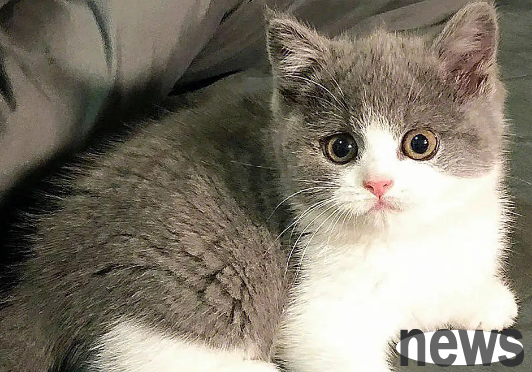 Cute pet knowledge: Cheap pet cat price ranking