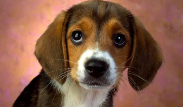 How to treat rhinitis in dogs? So that s it