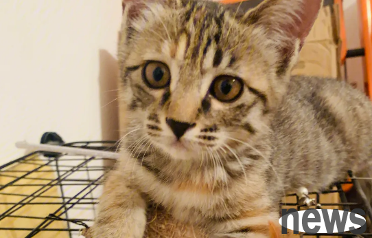 The most taboo zodiac sign in raising a cat