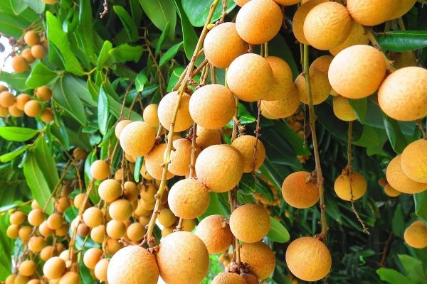 Summer fruit/longyan nutritional value is high! The most taboo thing to eat is that the four ethnic groups need special periods