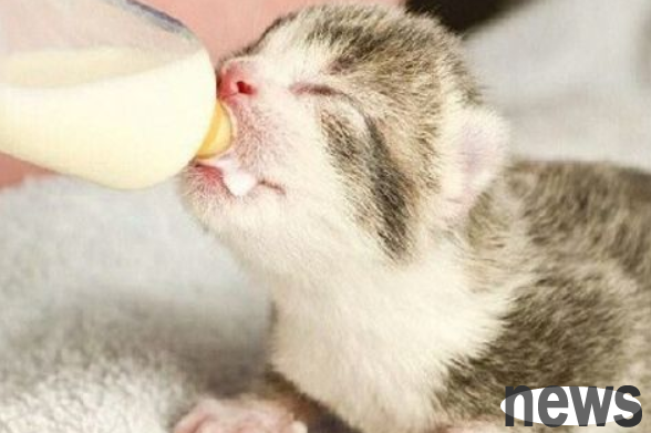 Can cats drink goat s milk? Feeding instructions ~