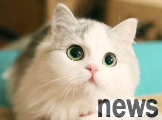 Symptoms of cat anemia? Newbie shovelers can take a look~