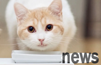 Will cats starve themselves to death if they are picky about food? Come and find out!