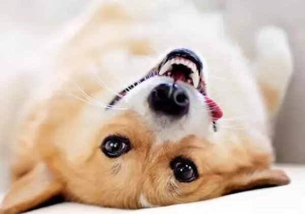 Why do dogs suffer from nutritional anemia? Nutritional anemia treatment for dogs