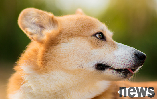 4 basic principles for dog feeding. What are the points?