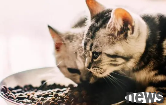 What is the reason for cats going on a hunger strike? Let s take a look together