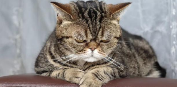 curious? Does cats feel the same as humans?