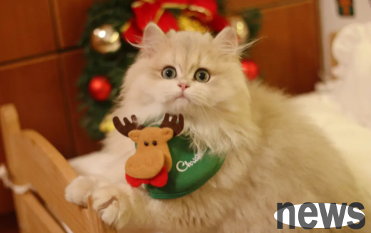 Popular science for breeding: What are the sequelae of heatstroke in cats?
