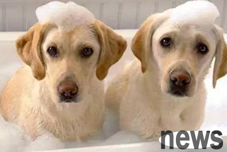 If you remove too much of this kind of area on your puppy s body, don t think you are helping it, I think it s a harm!