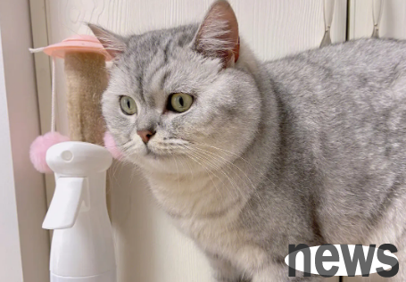 Does spraying air freshener have any effect on cats? Let s take a look together