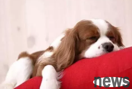 The puppy feels that its owner’s influence is not as good as its main manifestation. How many puppies in the family have won?