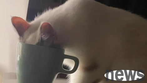 How much water does a cat drink normally? How much water should you give your cats to drink every day?