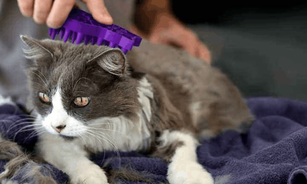 What kind of hair does cats eat? Persistence is useful