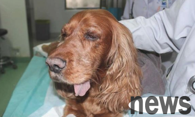 After the dog choked, the poop shoveler poured water into the dog, which was not as good as first aid measures.