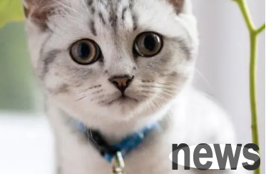 How to make cats obedient? I believe many pet owners have this trouble.