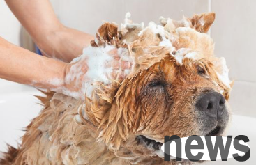 Are fleas on dogs  hands flooding? Pet masters give you 8 small folk remedies to let your dog say goodbye to fleas