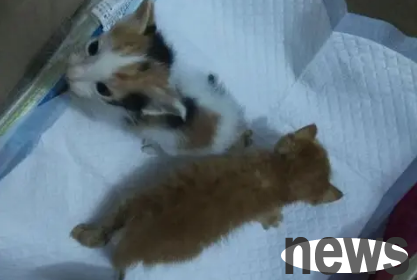 How often does a kitten without a full moon defecation? I ll tell you!