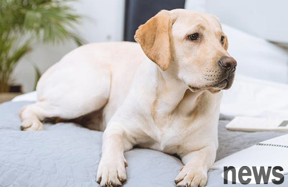 Eating meat in dogs has no big relationship with hyperparathyroidism, so you must know!