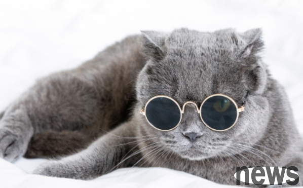 What should I do if the cat urinates repeatedly and does not correct it? Learn a wave~