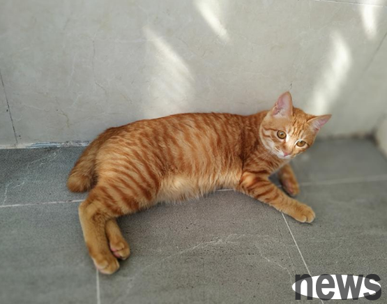 How long does an orange cat live? Usually so long