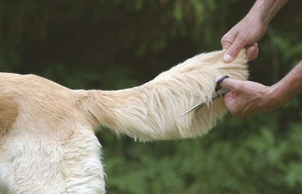 If you don’t want your dog to hate you for the rest of your life, don’t do these 7 things!