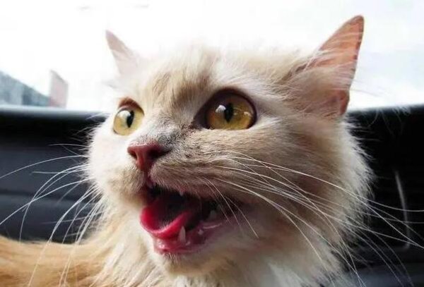 There is a reason why the cat kept breathing when he opened his mouth in the car!