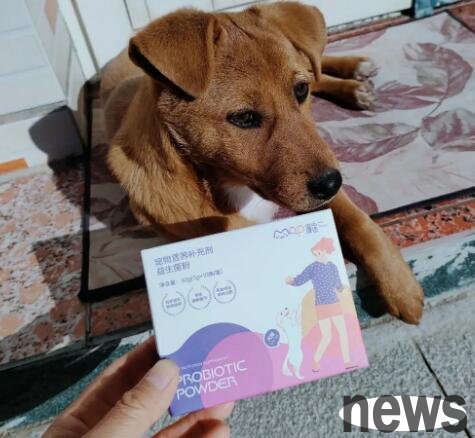 Is it useful for dogs to eat probiotic powder? Take a look at the pet owner