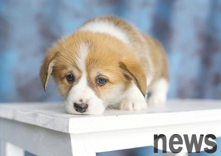 Do you know what dogs hate the most?