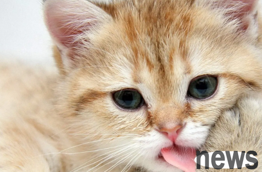 Let cats supplement enough protein, and protect the healthy growth of cats by Rigi D40