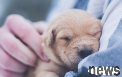 Puppies  model caress and feeding training, a must-read for pet raising!