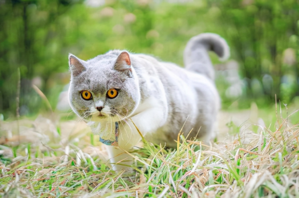 Can kittens be bathed by a few months old? Pay attention, shovelers!