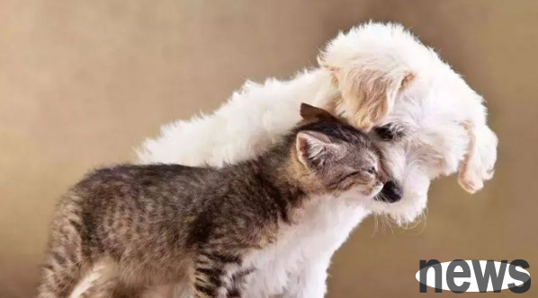 Cats and dogs can get along well together. Learn this method
