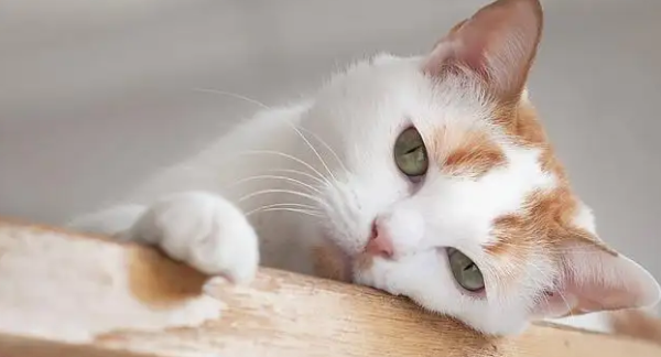 The cat bites the cardboard box, do you think you want to stop it?